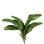 Decorative leaves: Phalaenopsis orchid DRANFOL, support stick, aerial roots, 14"/35cm