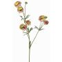 Velvet ranunculus YARIS, green-pink, 65 cm, Ø 3–4.5 cm