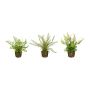 Artificial Fern Mix FUNGAR, lady’s hair fern, sword fern, shield fern, 3 pieces, soil ball, green, 22cm, Ø25cm