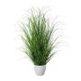 Decorative grass Pennisetum KIVRA, in decorative pot, green, 30"/75cm