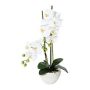 Decorative Phalaenopsis orchid DINKA in ceramic bowl, roots, white, 20"/50cm