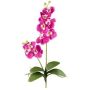 Decorative Phalaenopsis orchid MORLEK, spike, roots, fuchsia, 24"/60cm
