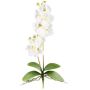 Decorative Phalaenopsis orchid MORLEK, spike, roots, cream, 24"/60cm
