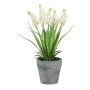Decorative flower Grape hyacinth ZORKLEM in decorative pot, white, 9"/22cm