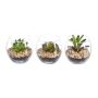 Decorative succulent arrangement WINKS in glass, 3 pieces, green, 2.8"/7cm, Ø3"/7,5cm