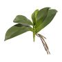 Decorative leaves - Phalaenopsis orchid BRULST, display stick, roots, 10"/25cm