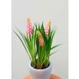 Fake flower Grape hyacinth NARMADA in cement pot, pink, 8"/20cm
