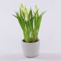 Fake flower Grape hyacinth NARMADA in a cement pot, white, 8"/20cm
