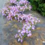 False gypsophilia garland LITAGO, pink-violet, 6ft/180cm