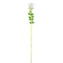 EVARISTO glass-effect plastic rose, 12 pieces, white, 80 cm