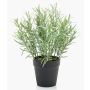 Artificial rosemary WHOOPI in decorative pot, green, 10"/25cm