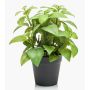 Artificial basil WHOOPI in decorative pot, green, 9"/23cm