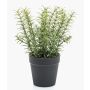 Artificial thyme WHOOPI in decorative pot, green, 9"/22cm