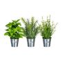 DRILHO decorative herb mix, basil, rosemary, thyme, 3 pieces, zinc pot, green, 25cm, Ø16cm
