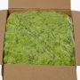 Icelandic natural moss SVEINBJÖRN, light green, 5kg