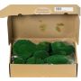 Natural sheet moss SEETHA, green, 800g, 0.15m²