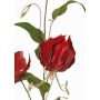Velvety Gloriosa branch DINFAS, dark red-gold, 31"/80cm