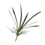 Decorative leaves Oncidium orchid PAOLA, aerial roots, 10"x18"/25x45cm