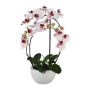 False Phalaenopsis orchid INAKES, ceramic pot, roots, pink-white, 20"/50cm