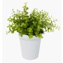 Artificial herb: eucalyptus ‘JOSHUA’ in a ceramic pot, green, 20cm, Ø17cm