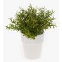 Artificial Rosemary JOSHUA in a ceramic pot, green, 23cm, Ø17cm