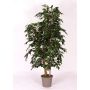 Decorative Ficus Benjamina CASILDA, natural stems, green, 6ft/175cm - Made in Italy