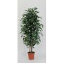 Artificial Ficus Benjamina KONRADE, real stems, green, 4ft/125cm - Made in Italy