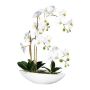 Decorative Phalaenopsis orchid JELTRON, ceramic bowl, roots, white, 24"/60cm