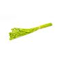 Dried grass Phalaris BRAGILA, bunch, apple green, 20"-30"/50-75cm, Ø4.7"/12cm