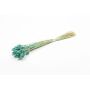 Dried grass Phalaris BRAGILA, bunch, turquoise, 20"-30"/50-75cm, Ø4.7"/12cm
