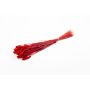 Dried grass Phalaris BRAGILA, bunch, red, 20"-30"/50-75cm, Ø4.7"/12cm