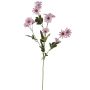Velvet marguerite FENAS, pink-white, 26"/65cm