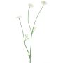 False flower branch Daisy NIKSA, cream, 22"/55cm