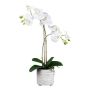 False Phalaenopsis orchid GROTVER, ceramic pot, roots, white, 20"/50cm