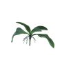 Decorative Phalaenopsis orchid Leaves WUJUAN with aerial roots, 14"/35cm