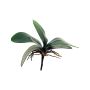 Decorative leaves, Phalaenopsis orchid XIAOQIN with aerial roots, 10"/25cm