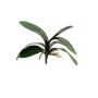 Decorative leaves, Phalaenopsis orchid XIAOQIN with aerial roots, 12"/30cm