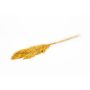 Dried bunch of reeds DONJETA, curry, 28"-31"/70-80cm, Ø6"/15cm