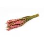 Dried flower bouquet Delphinium AITHANA, pink-cream, 28"/70cm, Ø7"/18cm