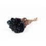 Dried bunch of Italian strawflowers BIBIANA, black, 12"-16"/30-40cm, Ø6"/15cm