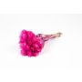 Dried bunch of Italian strawflowers BIBIANA, fuchsia, 12"-16"/30-40cm, Ø6"/15cm
