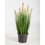Decorative Foxtail grass FELIX with panicles, green-yellow, 24"/60cm
