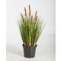 Decorative Foxtail grass FELIX with panicles, green-brown, 24"/60cm