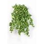 Decorative Ivy plant JONATHAN on spike, green-yellow, 20"/50cm