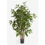 Decorative Dracaena Surculosa SIMBA, natural stems, green, 4ft/120cm