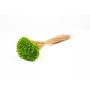 Dried Mediterranean strawflower AKALITI, bouquet, apple green, 16"-22"/40-55cm, Ø4.3"/11cm