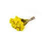 Dried bunch of Italian strawflowers BIBIANA, yellow, 14"-18"/35-45cm, Ø6"/15cm