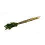 Dried grass BORKA, Lagurus bunch, green, 22"-30"/55-75cm, Ø4.7"/12cm