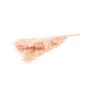 Dry branches Ruscus AGNIATA, light pink, 28"-30"/70-75cm, Ø7"/17cm