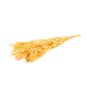 Dry branches Ruscus AGNIATA, peach, 28"-30"/70-75cm, Ø7"/17cm